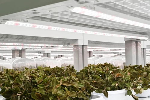 金線蓮的功效、價值與技術開發前景